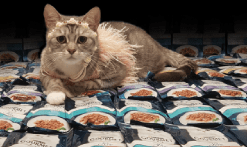 Cat dressed like a diva lying on Gourmet cat food pouches, perfect for luxury pet lovers and those looking for fun shopping discounts for disabled people.