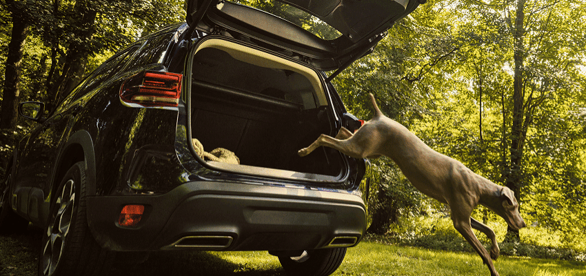 Dog lying in a car boot with sunlight filtering through the trees, perfect for accessible car subscription and mobility vehicle discounts