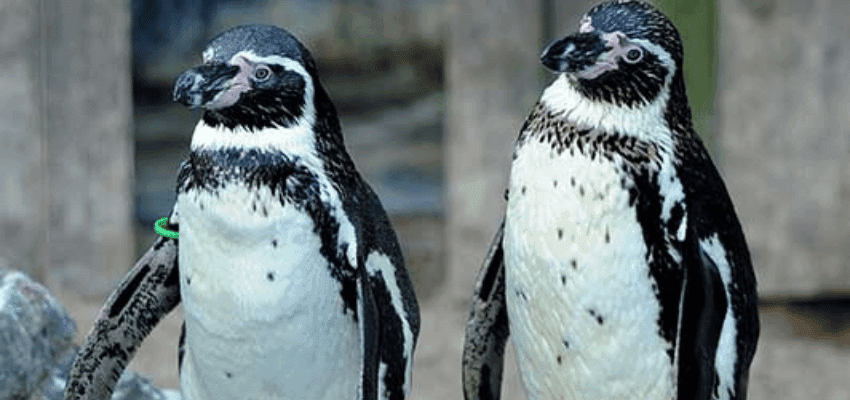 Sea Life Great Yarmouth aquarium visit with child watching sea anemone, family day out, disability discount UK, accessible attractions.