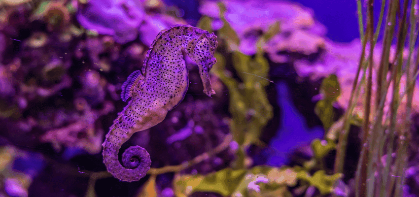 Spotted seahorse in aquarium at Sea Life Scarborough, Purpl discounts for disabilities and long term health conditions, disabled travel discounts UK.