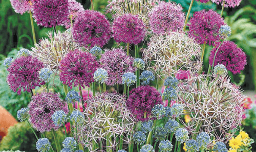 Colourful allium flowers in bloom, Gardening Direct, Purpl discounts for disabilities and long term health conditions, mobility discounts and offers.