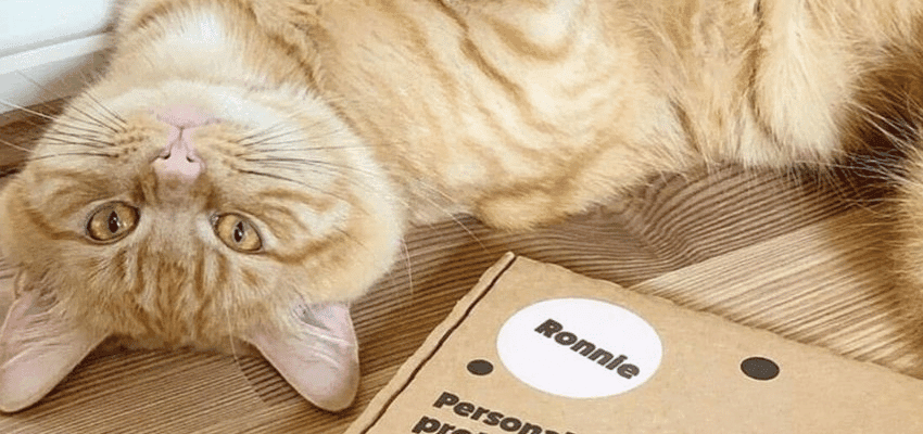 Ginger cat lying by Itch Pet box, Purpl discounts for disabilities and long term health conditions, mobility discounts and offers.
