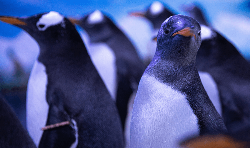 A close-up of a group of Gentoo penguins, showcasing their distinct markings and vibrant environment at Sea Life Brighton Aquarium.