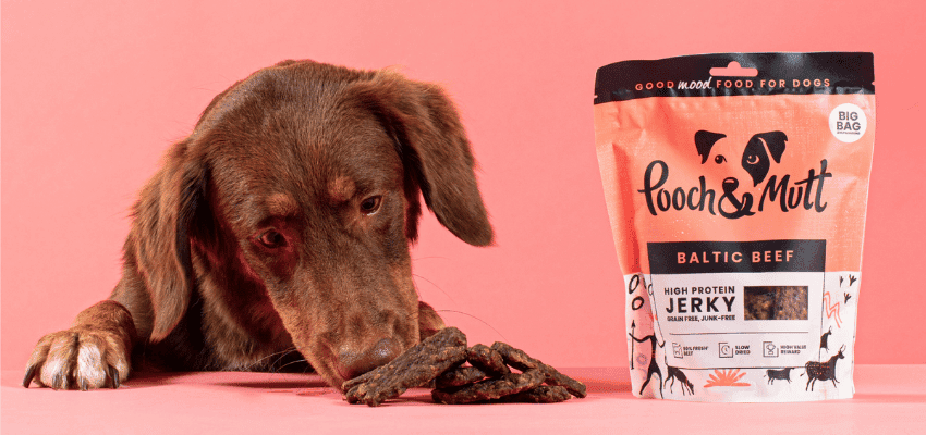 Brown dog eyeing Pooch & Mutt Baltic Beef Jerky dog treats – high protein, grain-free snacks for dogs.