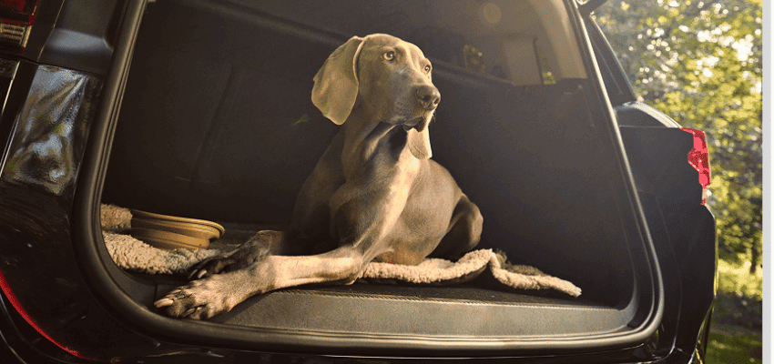 Dog jumping out of an open car boot in woodland, ideal for flexible car hire and disabled driver vehicle offers